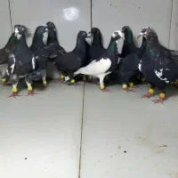 دسته ۲۲تایی پرشی ماده زاغ و قره