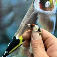 کلبه پرنده|پرنده|ساوه, |دیوار