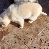 توله ۳ماه عکس پدرمادرش گذاشتم