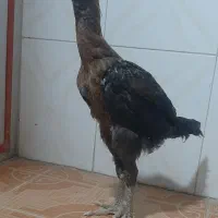 جوجه لاری