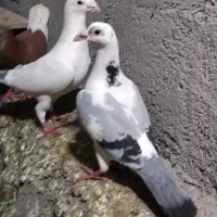 کبوتر آلمانی