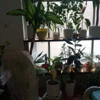 گلای شاداب وارزان|گل و گیاه طبیعی|مشهد, مصلی (کارمندان اول)|دیوار