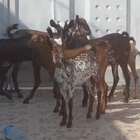 ،۱۲کهره نر بز نزار قصابی وداشتی دوقلوزا|حیوانات مزرعه|بندرعباس, |دیوار