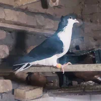 کفتر کبوتر