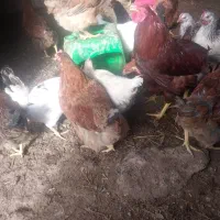 مرغ وخروس درجه یک به شرط|حیوانات مزرعه|دشتابی, |دیوار