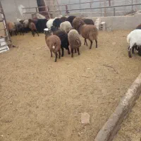 بره نرکشتاری درزرندیه