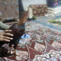 خروس لاری اصل ضمانتی|حیوانات مزرعه|سراوان, |دیوار