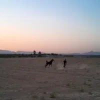 کره نریون عرب معاوضه با نریون سواری دارم|اسب و تجهیزات اسبسواری|کازرون, |دیوار