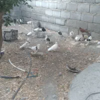 کفتر|پرنده|توکهور, |دیوار