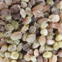 فروش کشمش تیزابی|خوردنی و آشامیدنی|نهاوند, |دیوار