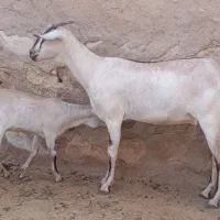 بز سومال آبستن با کهره ماده بزرگ|حیوانات مزرعه|رویدر, |دیوار