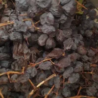 مویز وکشمش درجه یک***شیراز