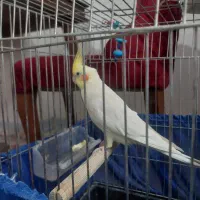 عروس،هلندی نر