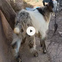 بز نر|حیوانات مزرعه|طارم (زنجان), |دیوار