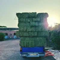 یونجه (بیده)