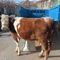 گاو گوشتی شیری