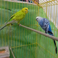 مرغ عشق مولد کار داده معاوضه با بوقلمون ماده