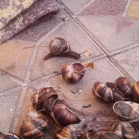 حلزون اسکارگو|خزنده|مراغه, |دیوار