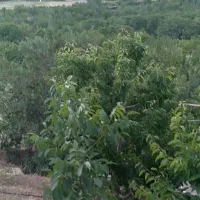 فروش باغ واقع در روستای سردهلق|فروش زمین و ملک کلنگی|صحنه, |دیوار