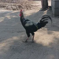 خروس