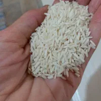 فروش ۱ تن برنج طارم