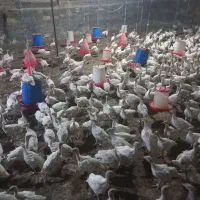 جوجه بوقلمون بیوتی یک کیلو به بالا (خانه طیور)|حیوانات مزرعه|زابل, |دیوار