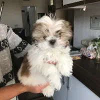 پودل کراس  عروسکی فوری|سگ|اندیشه, اندیشه فاز ۱|دیوار