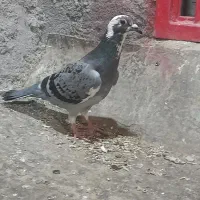 کفتر .