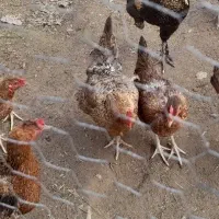 مرغ وخروس|حیوانات مزرعه|رشت, لاکان شهر|دیوار