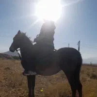 نریان کرد ۲ساله سواری