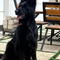 ژرمن بلک نر