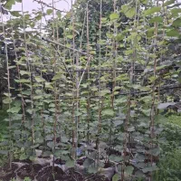 فروش نهال کیوی یکساله دوساله وپیوندنشده(تلخ)درتالش