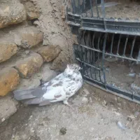 کبوتر فروشی|پرنده|گلپایگان, |دیوار