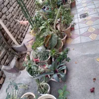 فر ش گل های متنوع|گل و گیاه طبیعی|سلماس, |دیوار