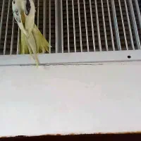 عروس هلندی خانگی دوکت