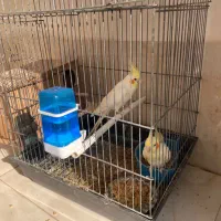 عروس هلندی لوتینو|پرنده|قرچک, قشلاق جیتو|دیوار