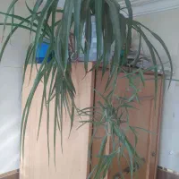 گل طبیعی وکاکتوس|گل و گیاه طبیعی|اهر, |دیوار