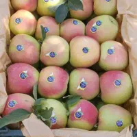 جذب سرمایه جهت صادرات میوه|استخدام مالی، حسابداری، حقوقی|ارومیه, |دیوار