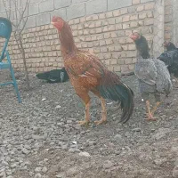 تخم‌مرغ لاری نطفه دارتضمینی قیمت ۸۰کفترفروش کفتر