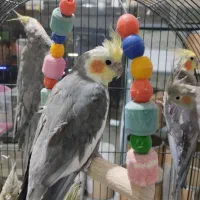 عروس هلندی جفت مولد به شرط|پرنده|نظرآباد, شهرک سید جمال الدین|دیوار