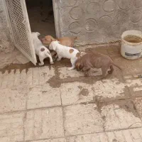 سگ پیت بول|سگ|شاهین‌شهر, نبوت|دیوار