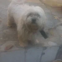 فروش سگ|سگ|فارسان, |دیوار