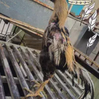 تخم مرغ لاری نطفه دار|حیوانات مزرعه|اقبالیه, |دیوار