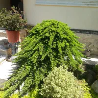 تولید فروش انواع گل های بیرونی