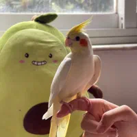 عروس هلندی لوتینو