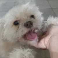 سگ نژاد شیتزو تریر|سگ|مشهد, وحید|دیوار