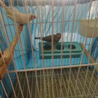 تلویزیون وفنج مولد|تلویزیون و پروژکتور|تهران, صاحب الزمان|دیوار