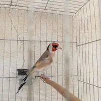 سهره سرسیاه نر،گل قفل تیپ دار