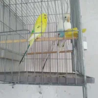 مرغ.عشق.۲۵۰۰۰۰