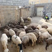 گوسفند کاور پوشی